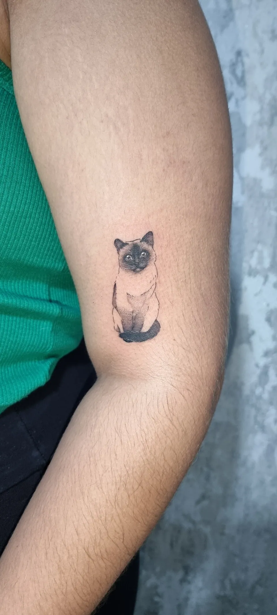 Gato siamês em sombreado suave no braço